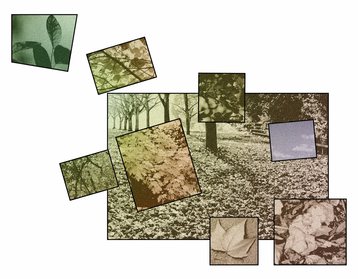Falling Leaves