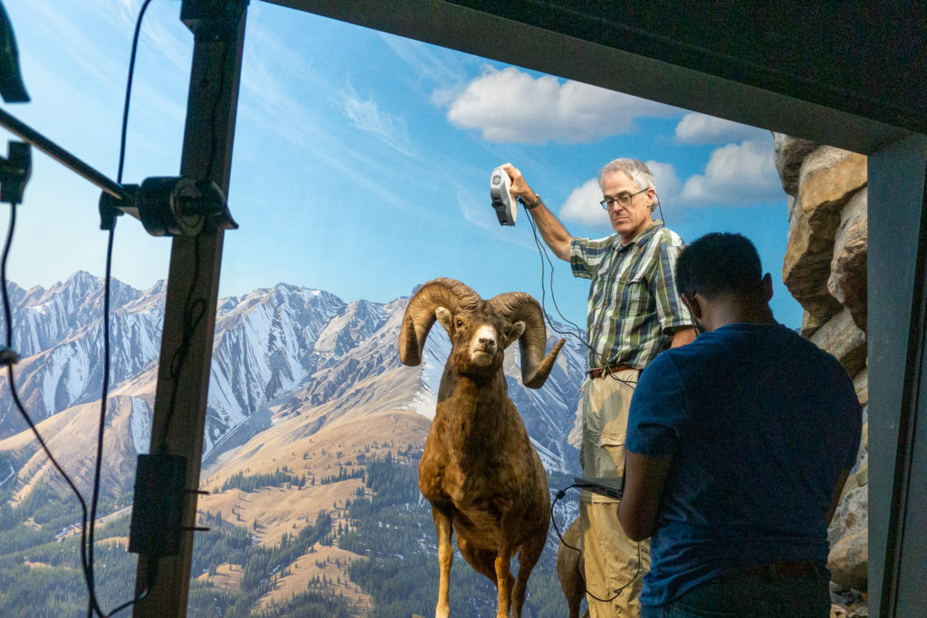 Michael inside the exhibit scanning the sheep using the Arctek Eva Lite 3D scanner as Farid helps.