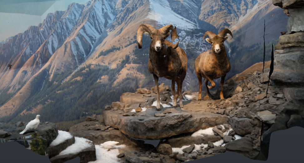 A 3D model of the diorama, created with photogrammetry.